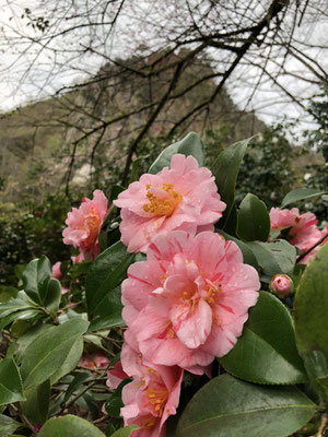 きりん山温泉 雪つばきの宿 古澤屋(訪春園)