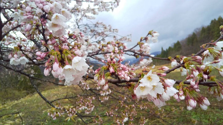 黒岩の夫婦桜
