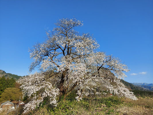 黒岩の夫婦桜