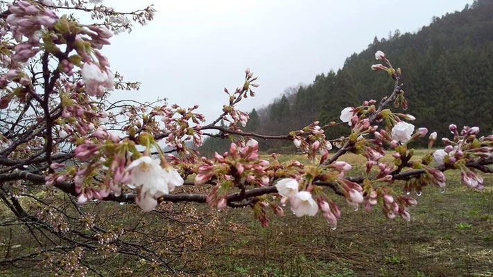 黒岩の夫婦桜