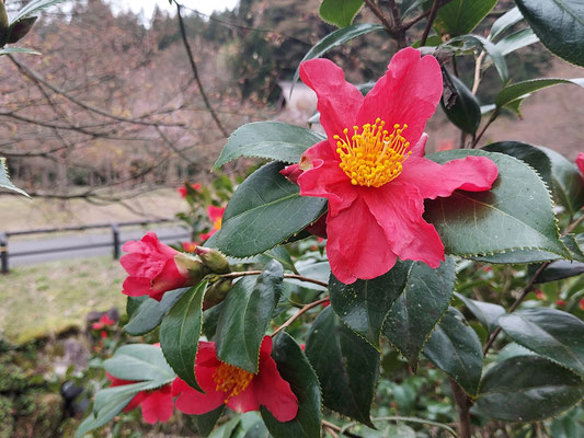 麒麟山いこいの森公園