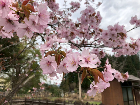 極楽寺の野中桜