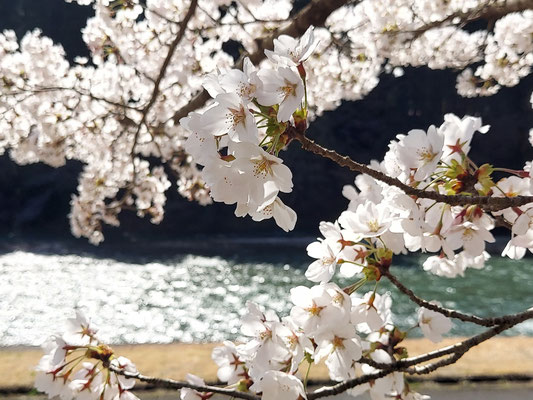 向ノ島公園