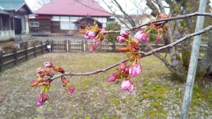 極楽寺の野中桜