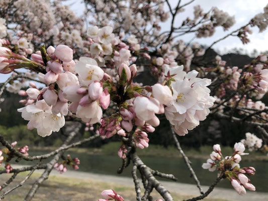 麒麟山公園