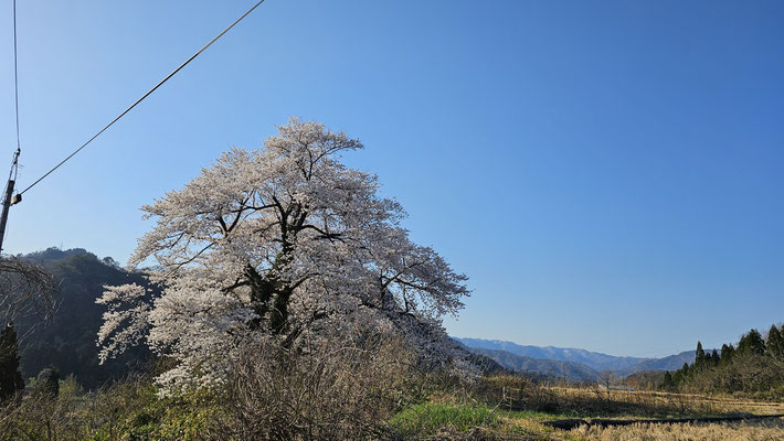 黒岩の夫婦桜1