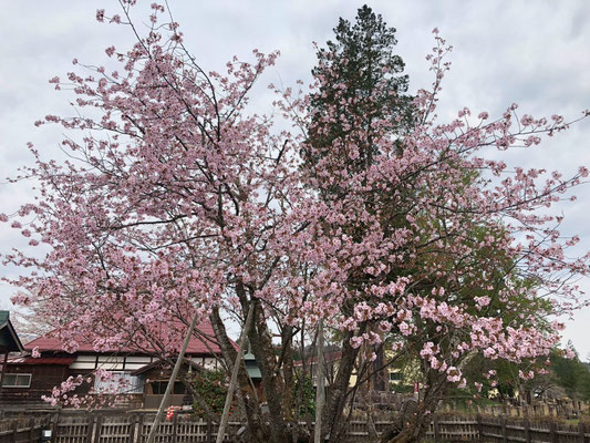 極楽寺の野中桜