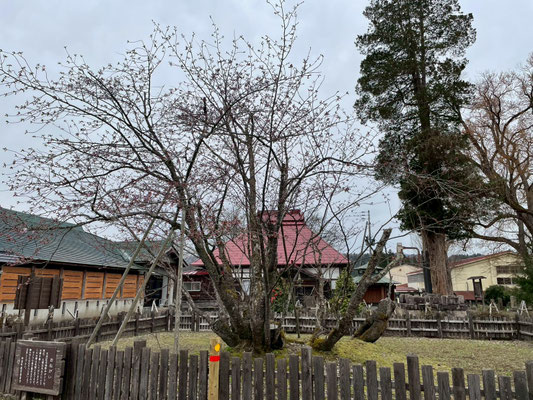 極楽寺の野中桜