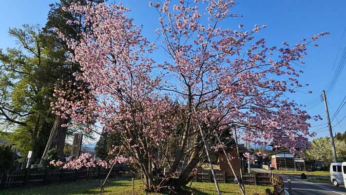 極楽寺の野中桜3