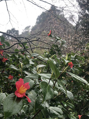 麒麟山いこいの森