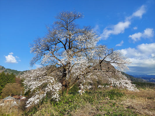 黒岩夫婦桜