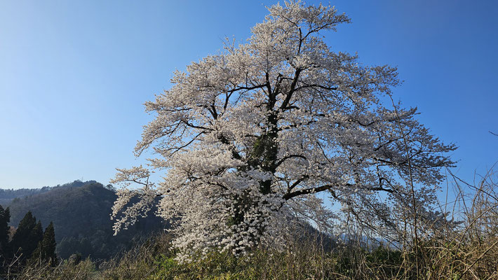 黒岩の夫婦桜2