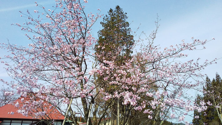 極楽寺の野中桜1