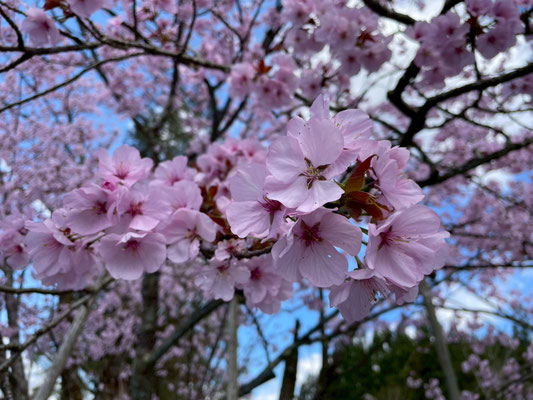 極楽寺の野中桜