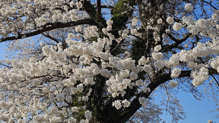 黒岩の夫婦桜4