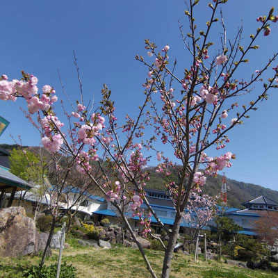 2025.8.26花珊瑚石六界 新潟阿賀野産珊瑚石 250408 桜開花情報（