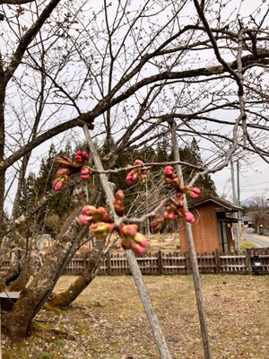 極楽寺の野中桜