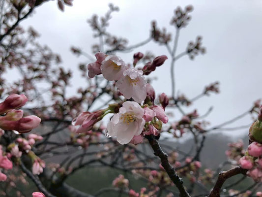 麒麟山公園