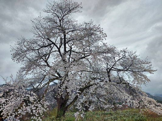 黒岩の夫婦桜