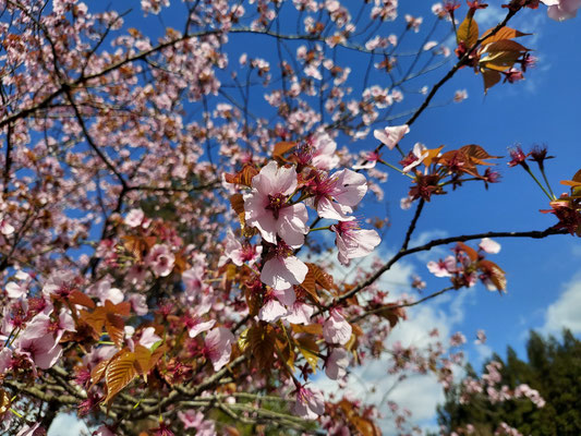 極楽寺の野中桜