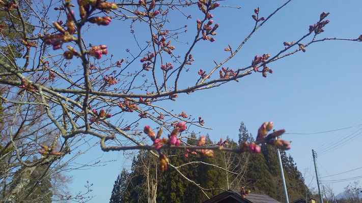 極楽寺の野中桜2