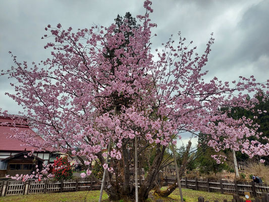 極楽寺の野中桜