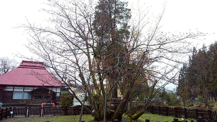 極楽寺の野中桜
