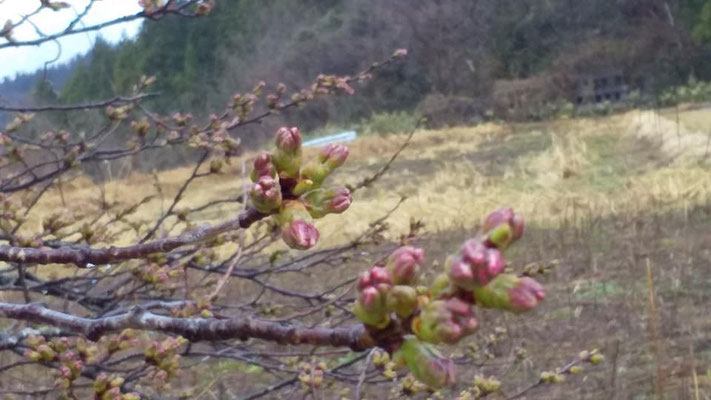 黒岩の夫婦桜