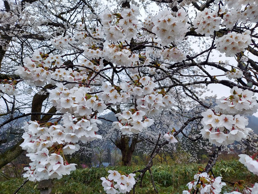 黒岩の夫婦桜