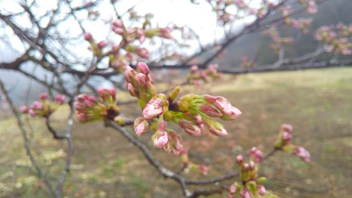 黒岩の夫婦桜