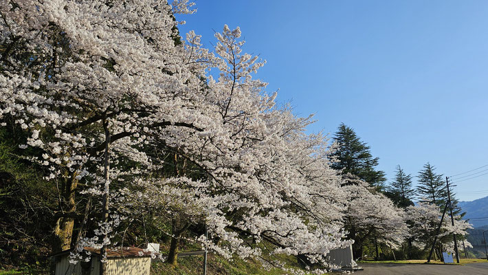 揚川ダム6