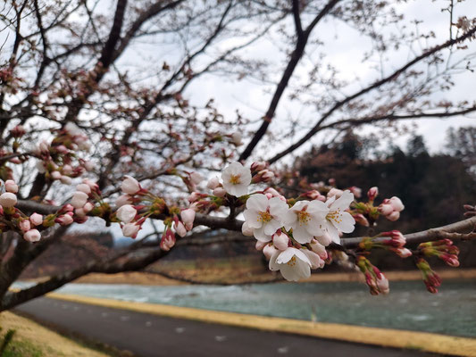 向ノ島公園