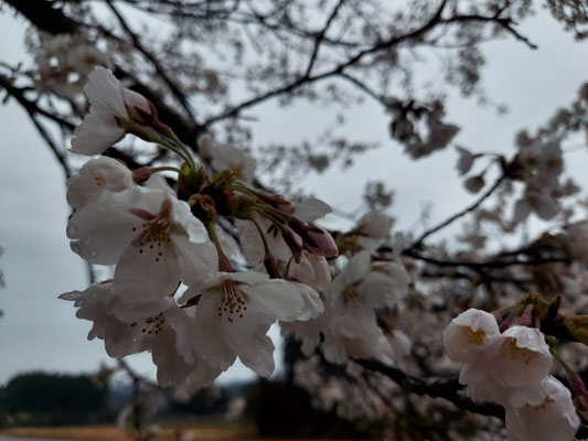 向ノ島公園