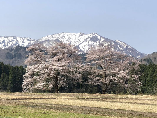 黒岩の夫婦桜