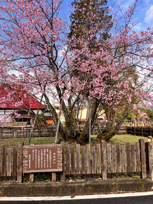 極楽寺の野中桜