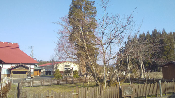 極楽寺の野中桜1