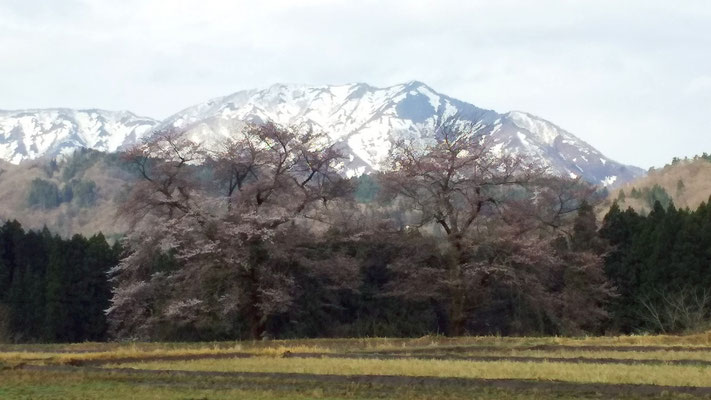 黒岩の夫婦桜