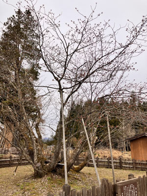 極楽寺の野中桜