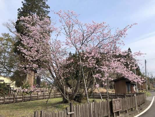 極楽寺の野中桜