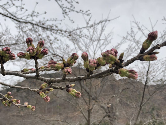 麒麟山公園