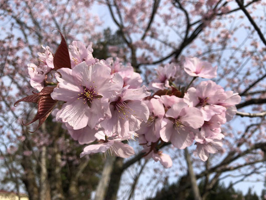 極楽寺の野中桜