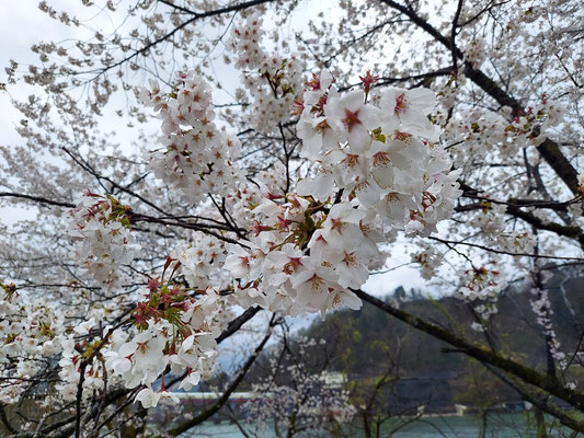 揚川ダム