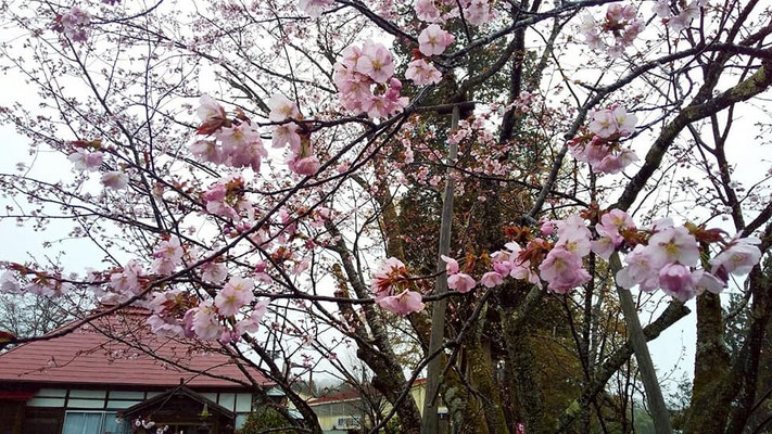極楽寺の野中桜