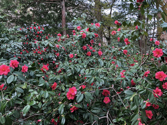 きりん山温泉 雪つばきの宿 古澤屋(訪春園)