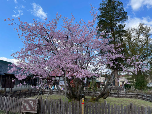 極楽寺の野中桜