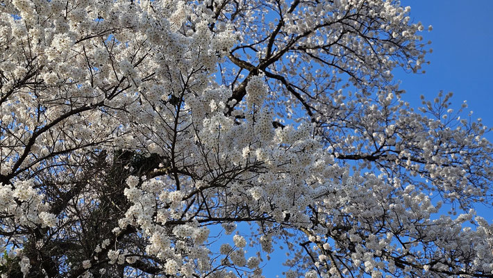 黒岩の夫婦桜5