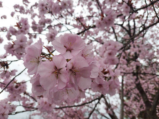極楽寺の野中桜