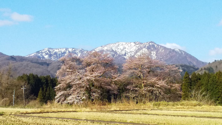 黒岩の夫婦桜1