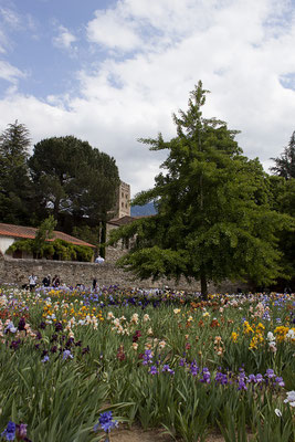 Jardin des iris a St Michel de Cuxa