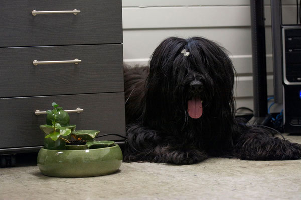 Gimli bei seiner "Tätigkeit" als Büro-Hund 